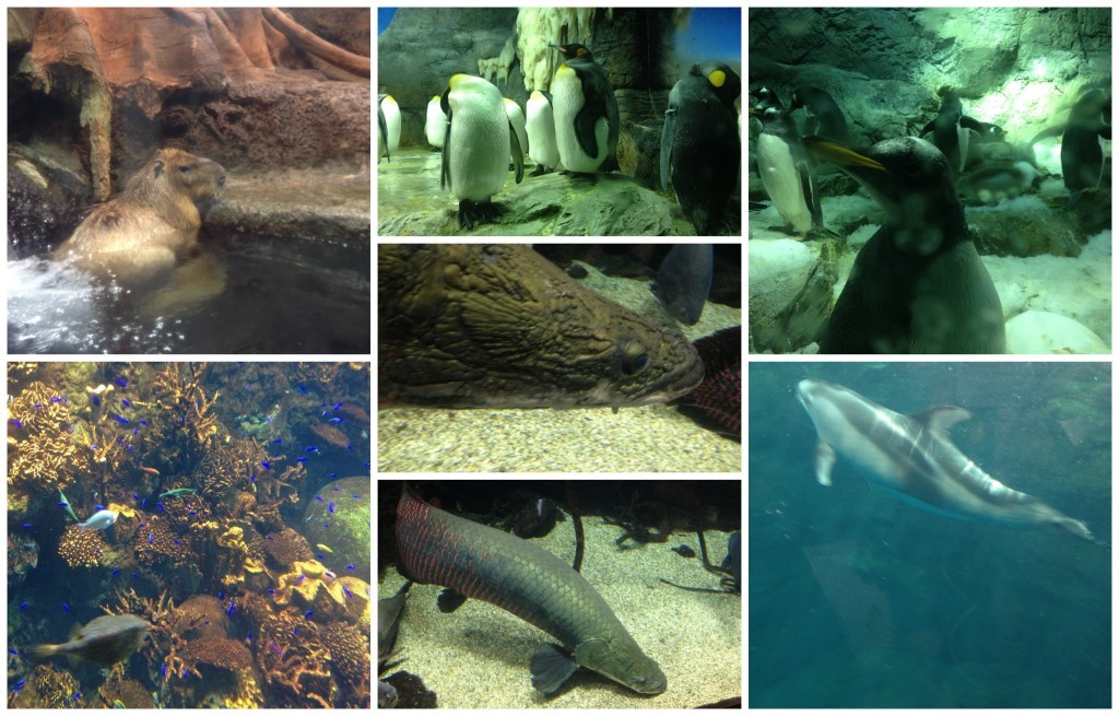 Aquarium images 