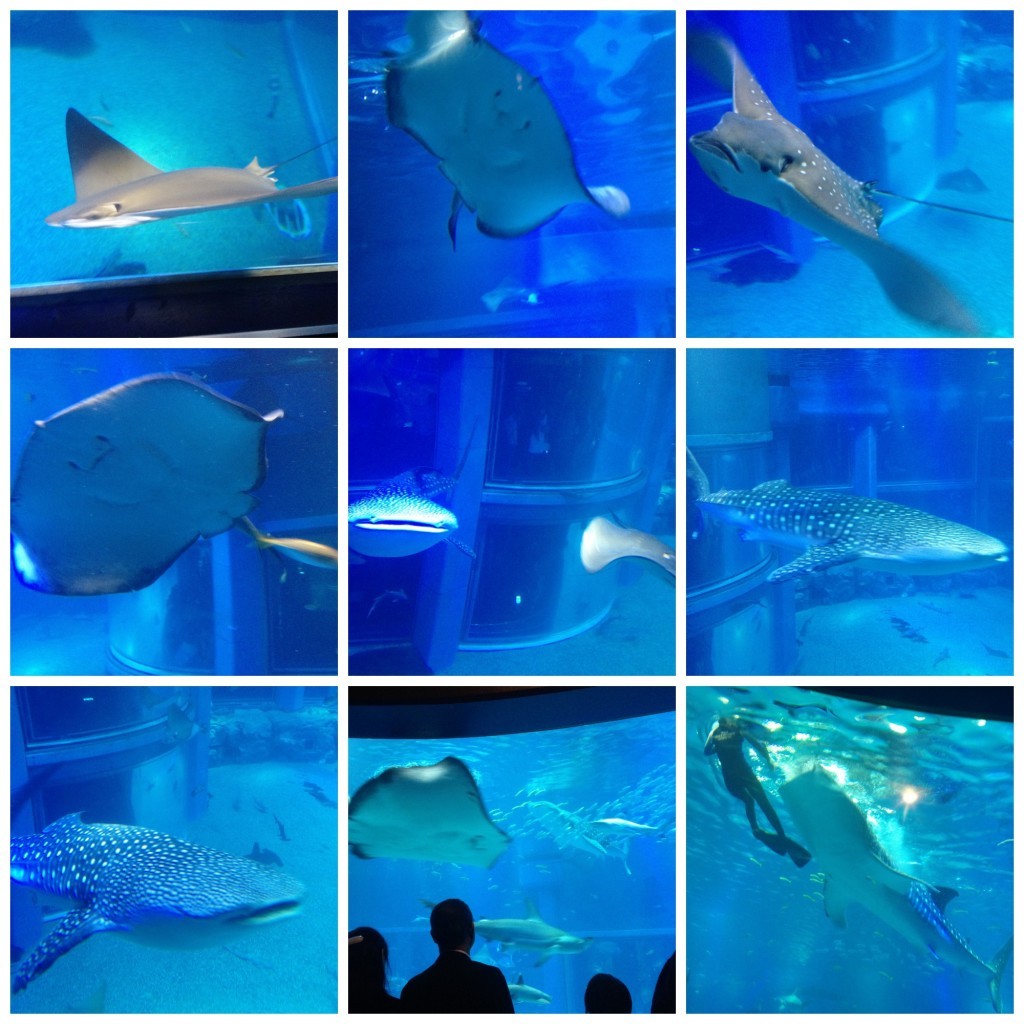 Aquarium in Osaka stingray and shark feeding