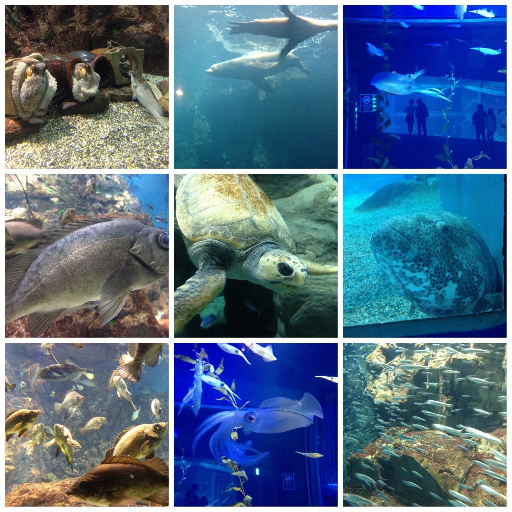 Images from marine life at Kaiyukan Aquarium Osaka 