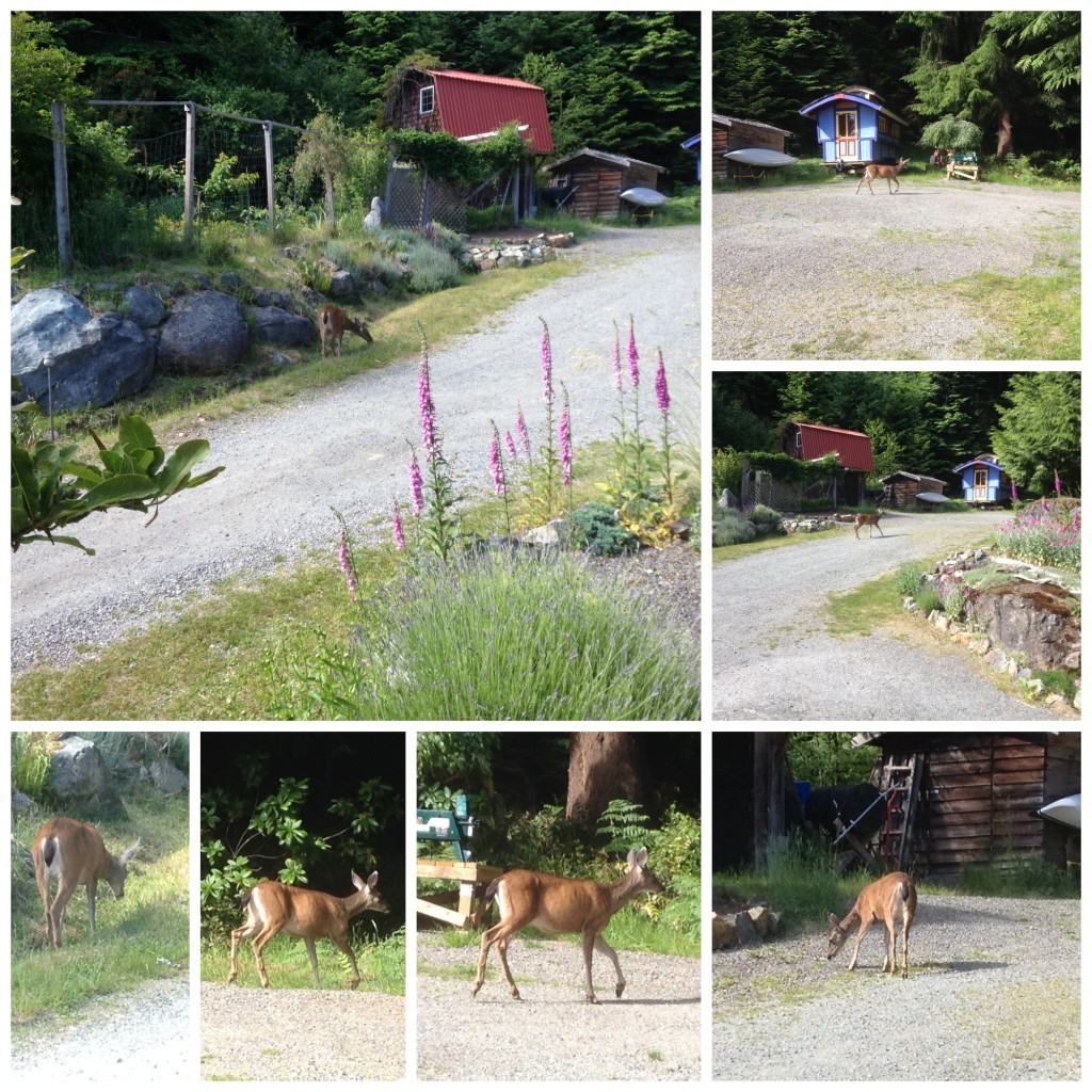 Deer from a distance on Bowen Island 