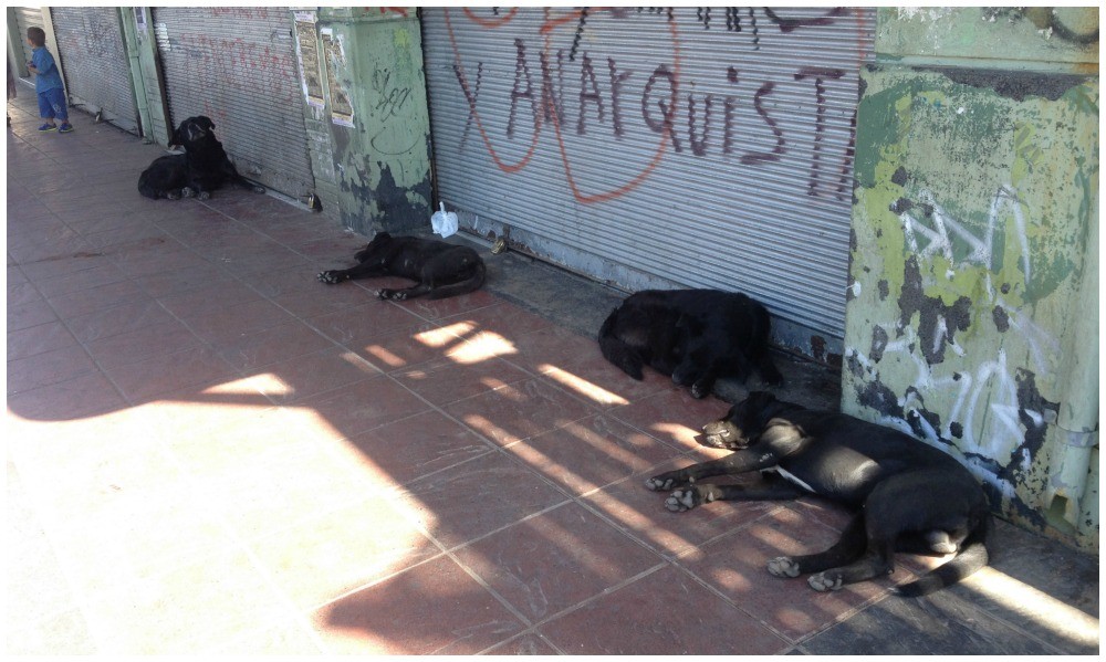 Homeless dogs in Valparaiso