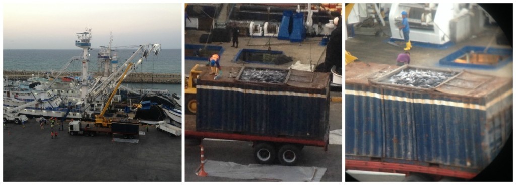 Tuna unloading from ships in Manta 