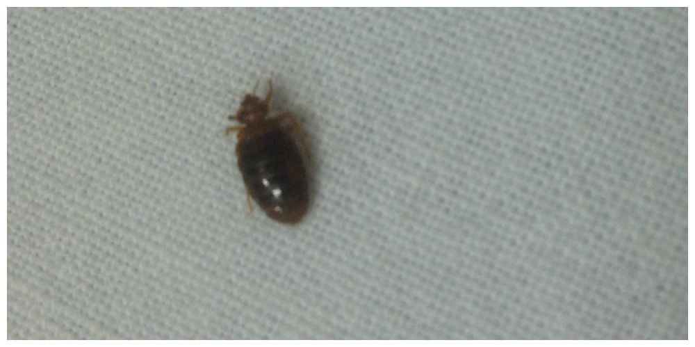 Bedbugs found in Albergues on the Camino 2015