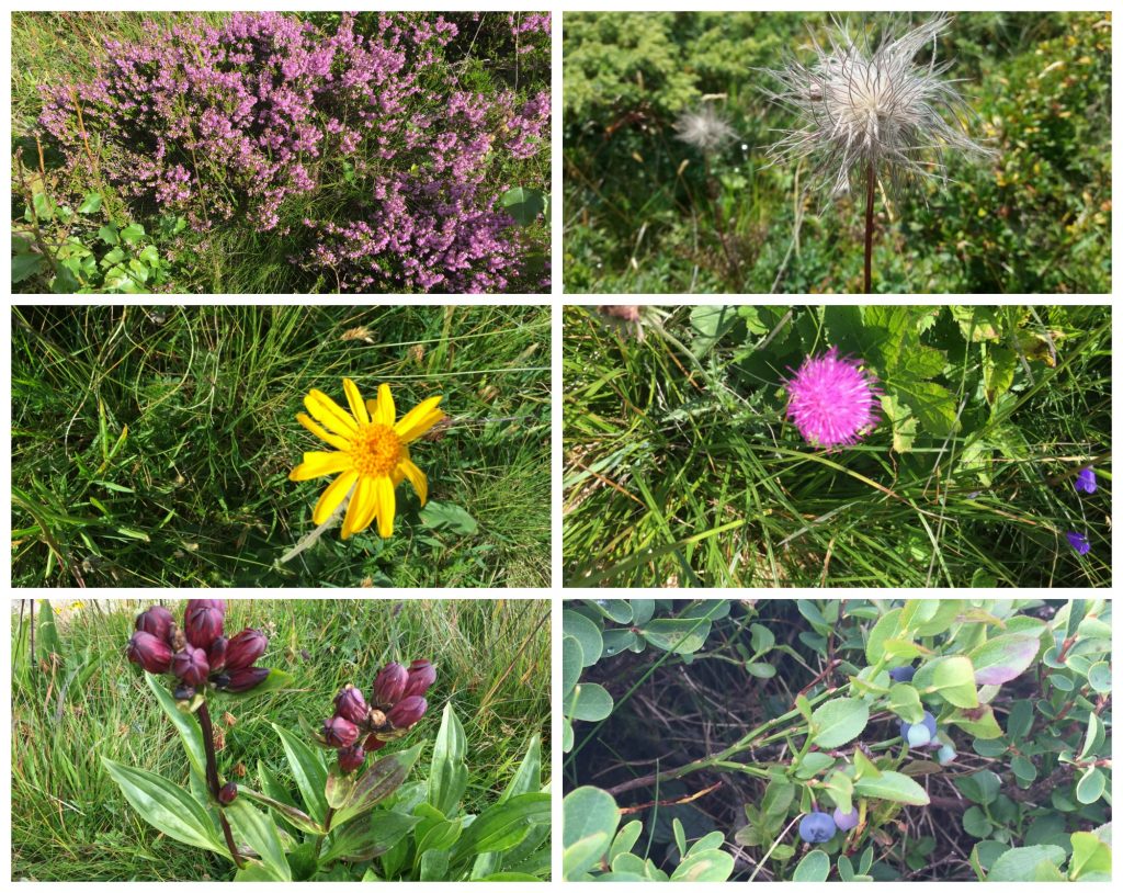 A selection of different vegetation on the Alps